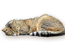 sleeping cat