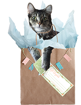 photo of cat in a bag